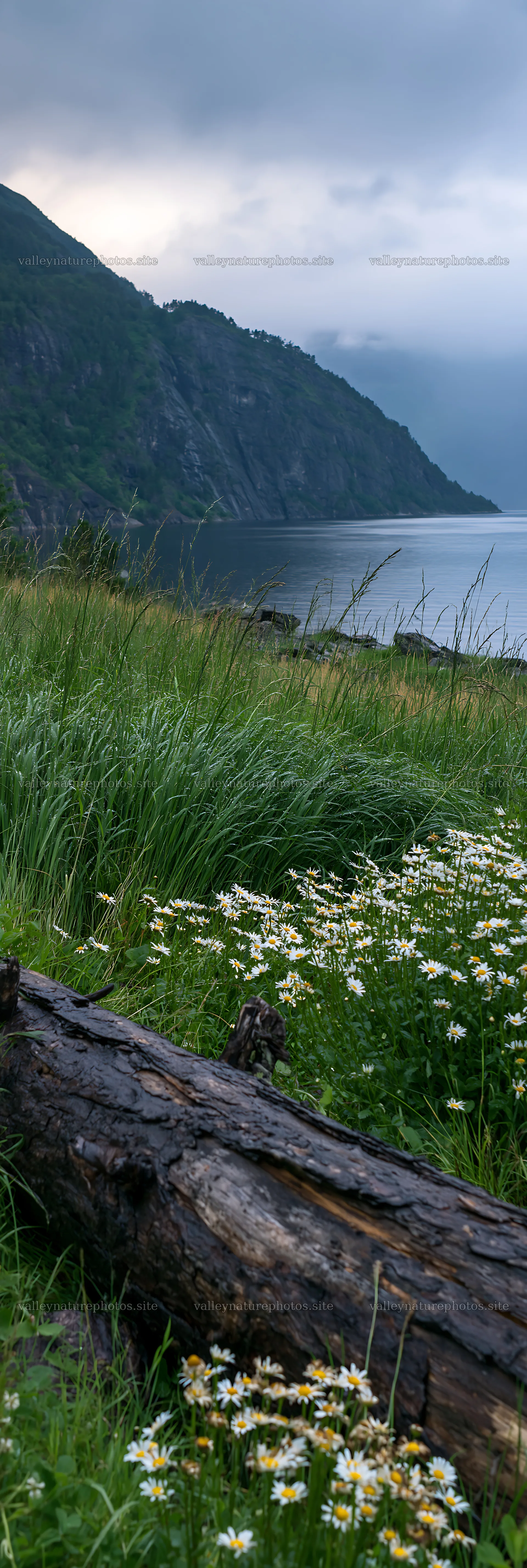Weathered log in meadow with flowers and mountains near water – nature photography 4602x13690