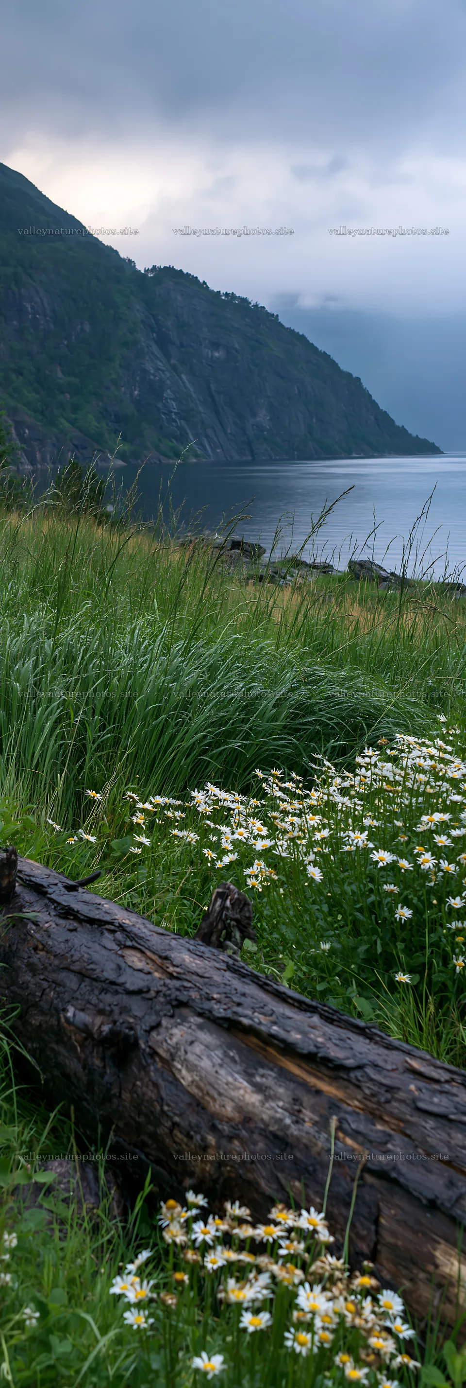 Weathered log in meadow with flowers and mountains near water – nature photography 4602x13690