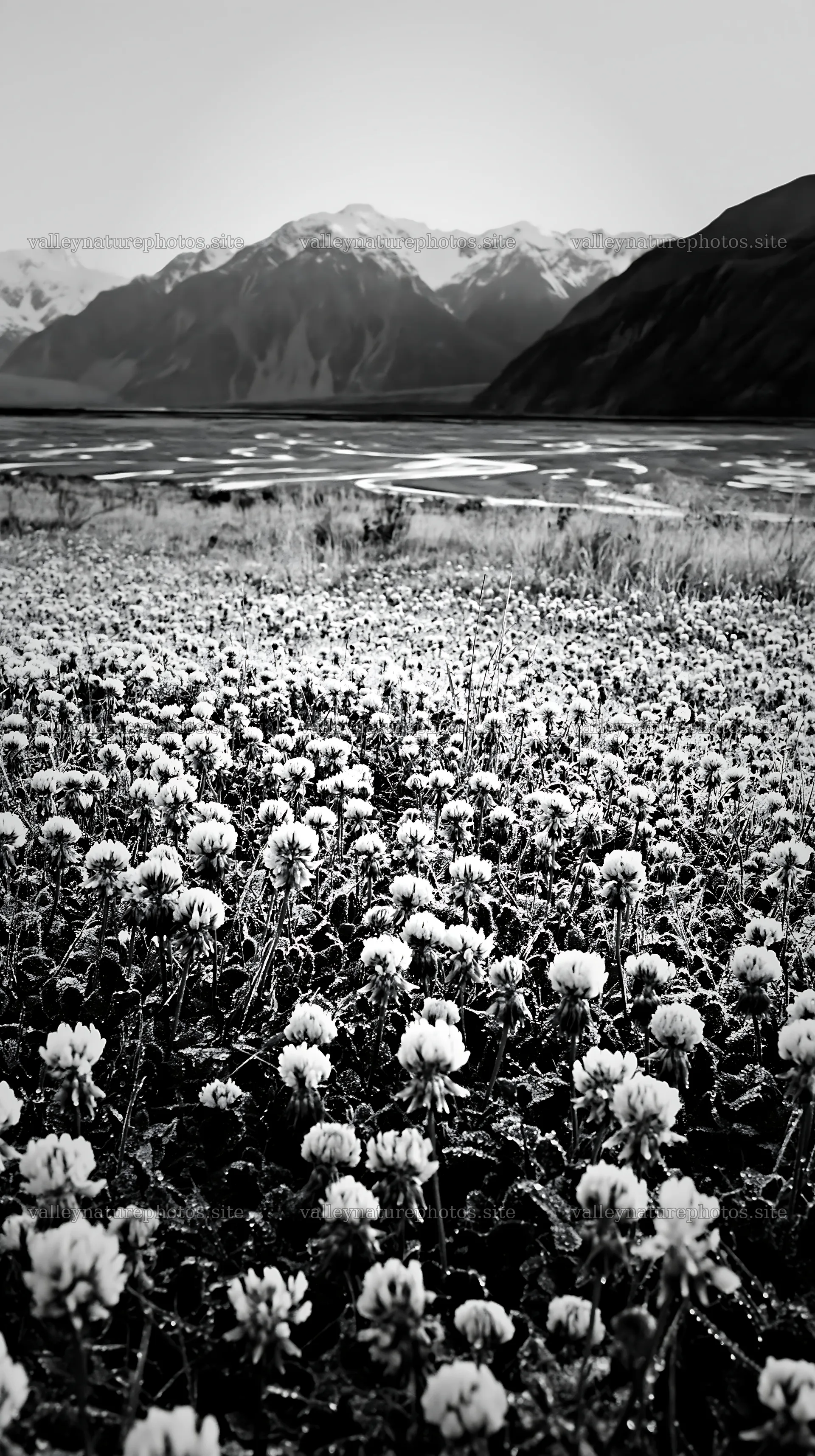 Clover meadow in black and white with mountain background – nature photography 5938x10608