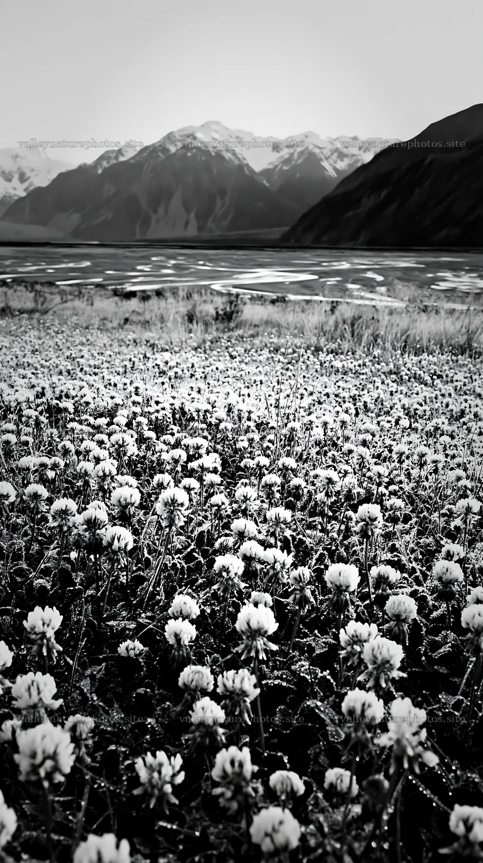 Clover meadow in black and white with mountain background – nature photography 5938x10608