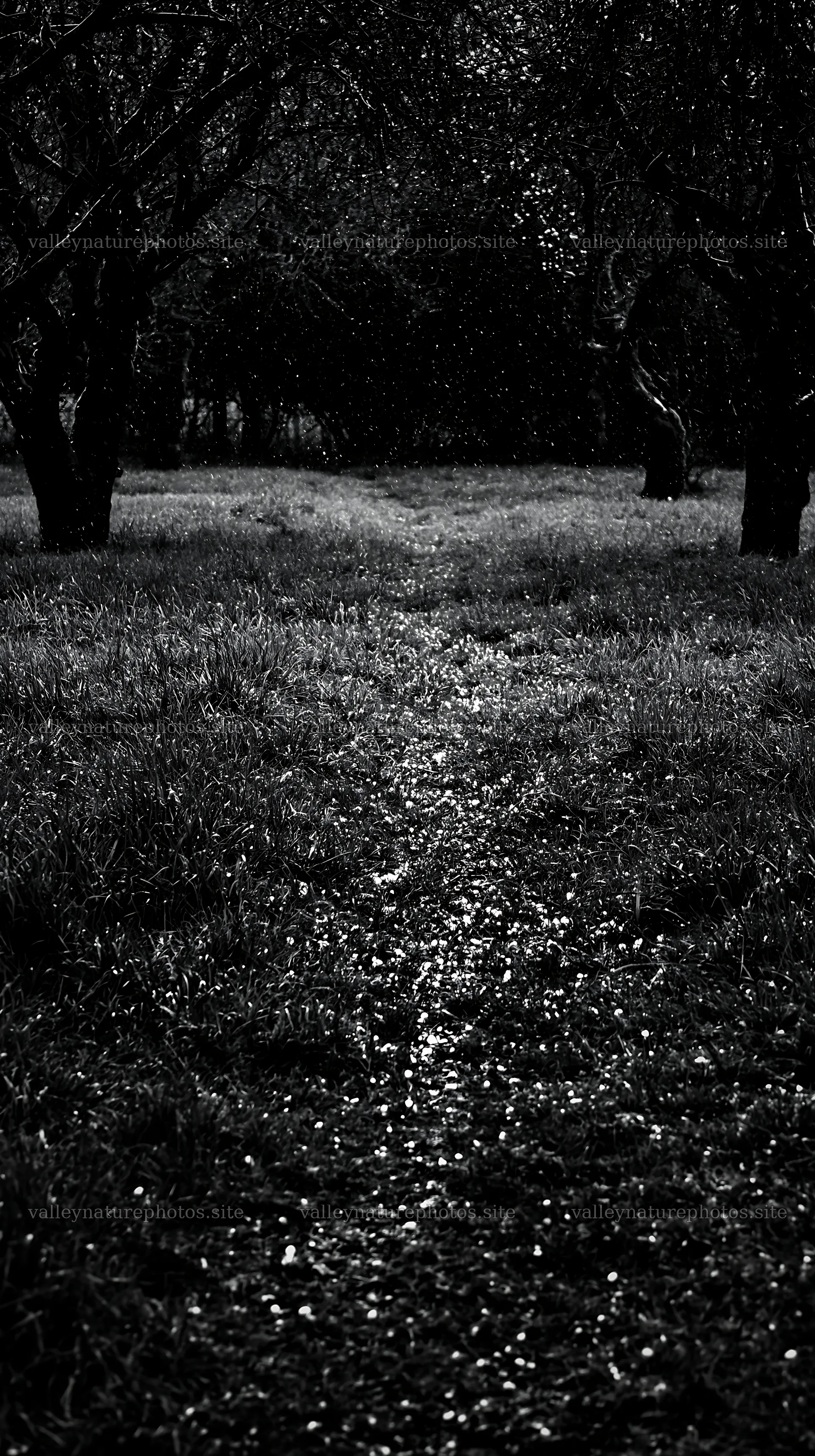 Moody orchard meadow with light reflecting on a wet path – nature photography 5938x10608
