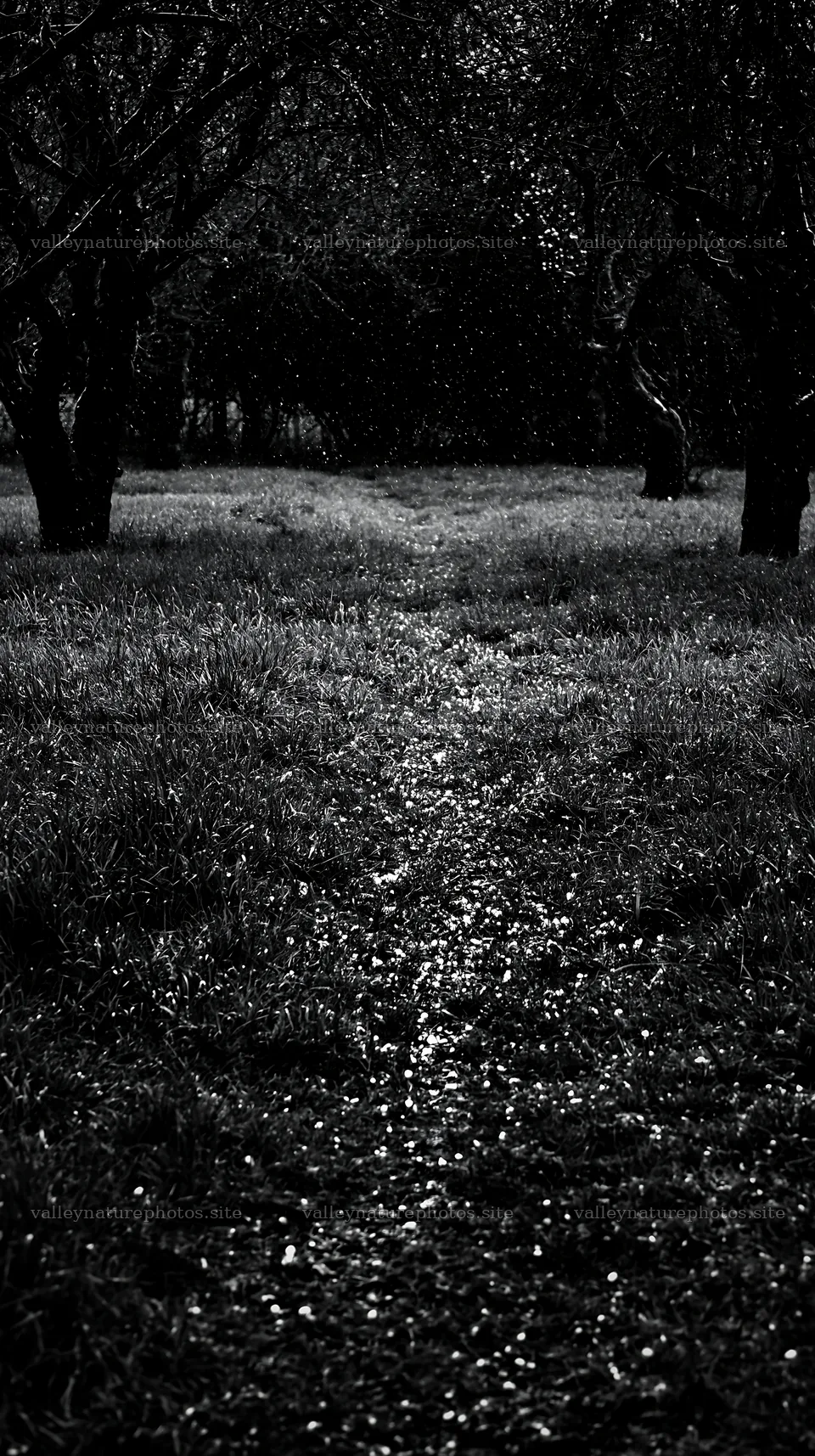 Moody orchard meadow with light reflecting on a wet path – nature photography 5938x10608