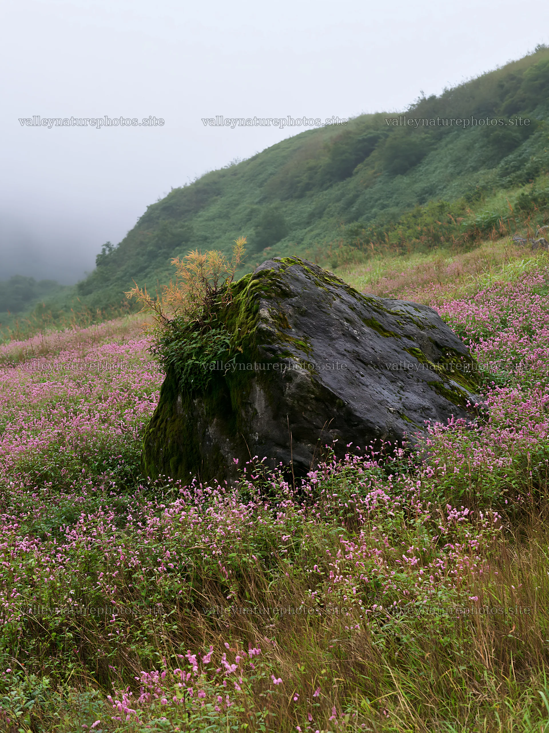 Moss covered stone in a misty meadow in Shimane – nature photography 6866x9174