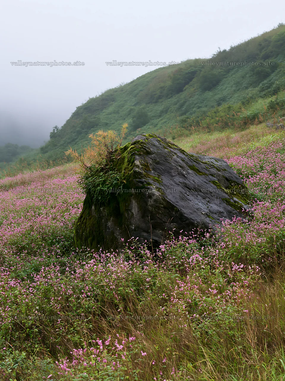 Moss covered stone in a misty meadow in Shimane – nature photography 6866x9174