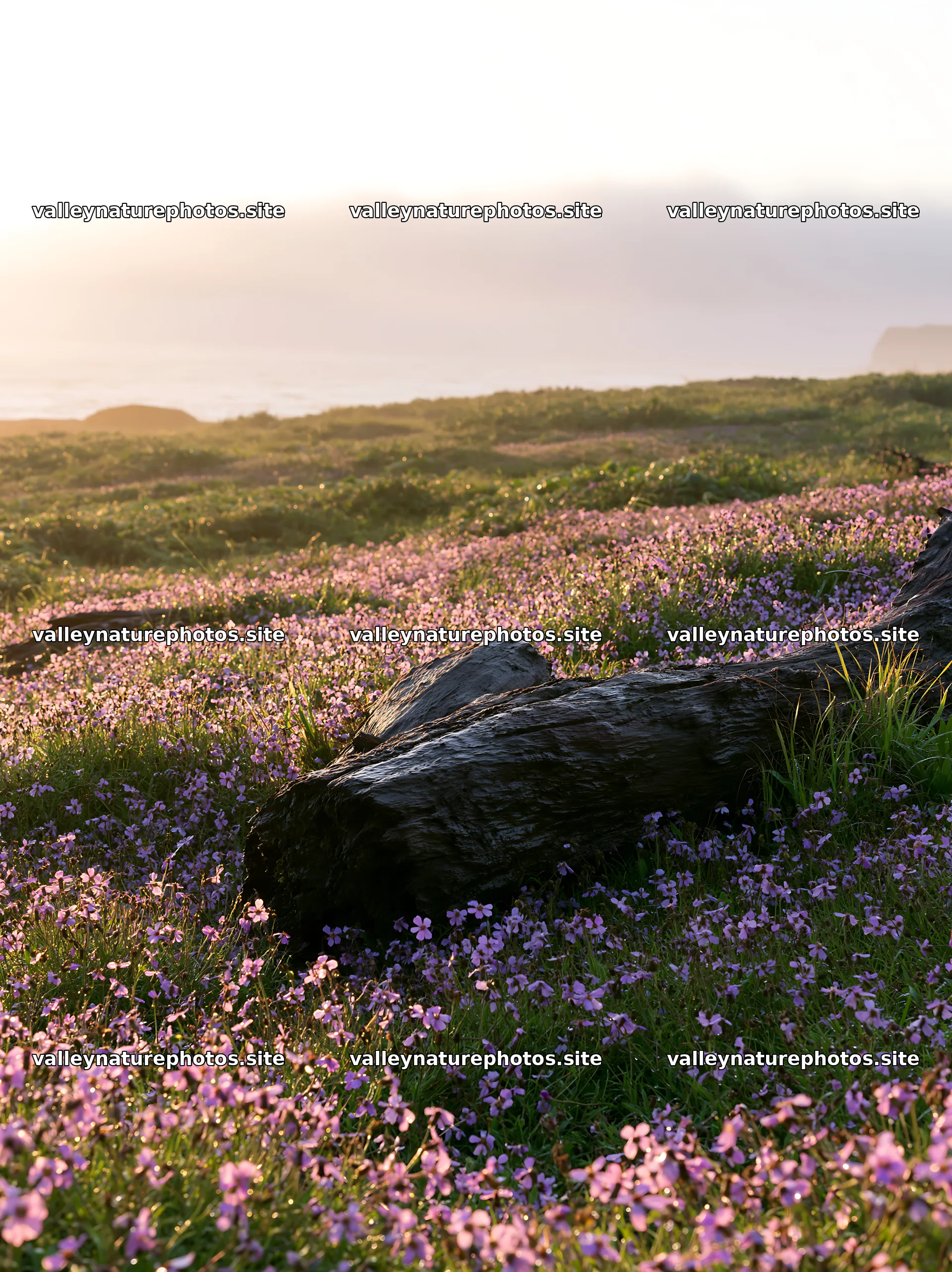 Ishikawa coastal meadow storm washed driftwood on flower field – nature photography 6866x9174