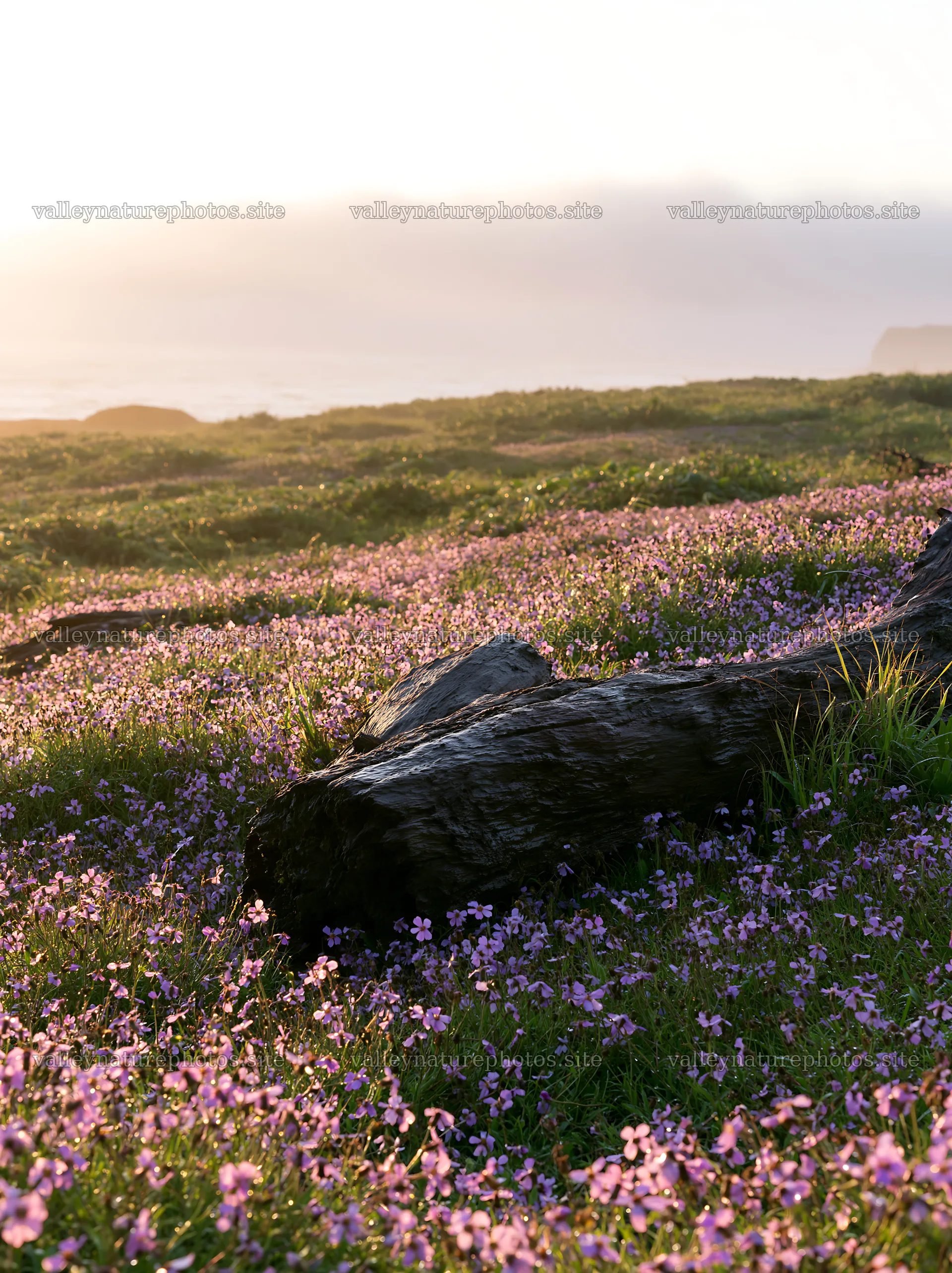 Ishikawa coastal meadow storm washed driftwood on flower field – nature photography 6866x9174