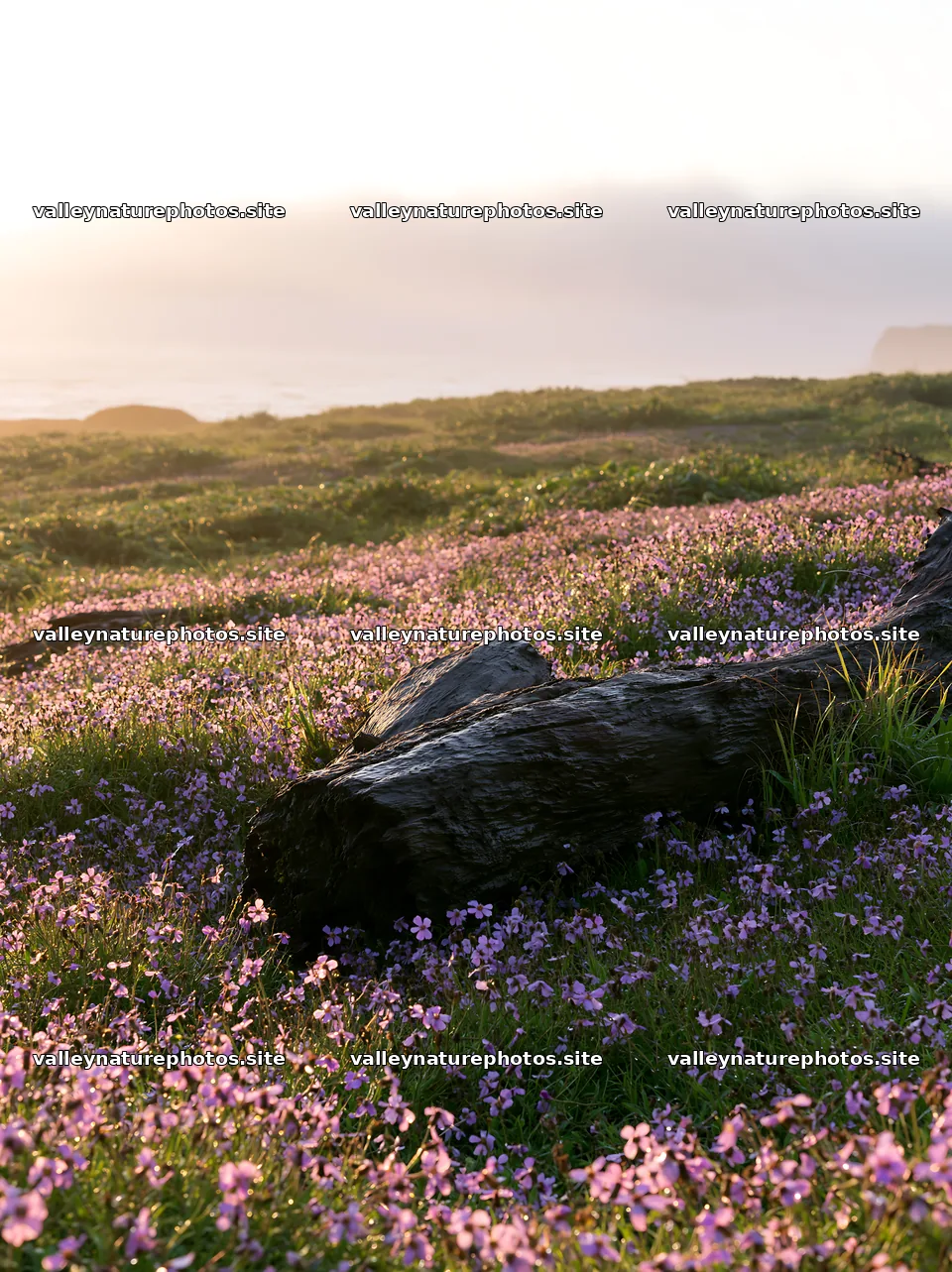 Ishikawa coastal meadow storm washed driftwood on flower field – nature photography 6866x9174