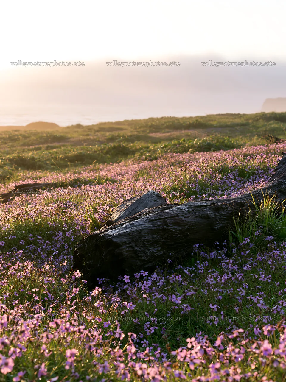 Ishikawa coastal meadow storm washed driftwood on flower field – nature photography 6866x9174