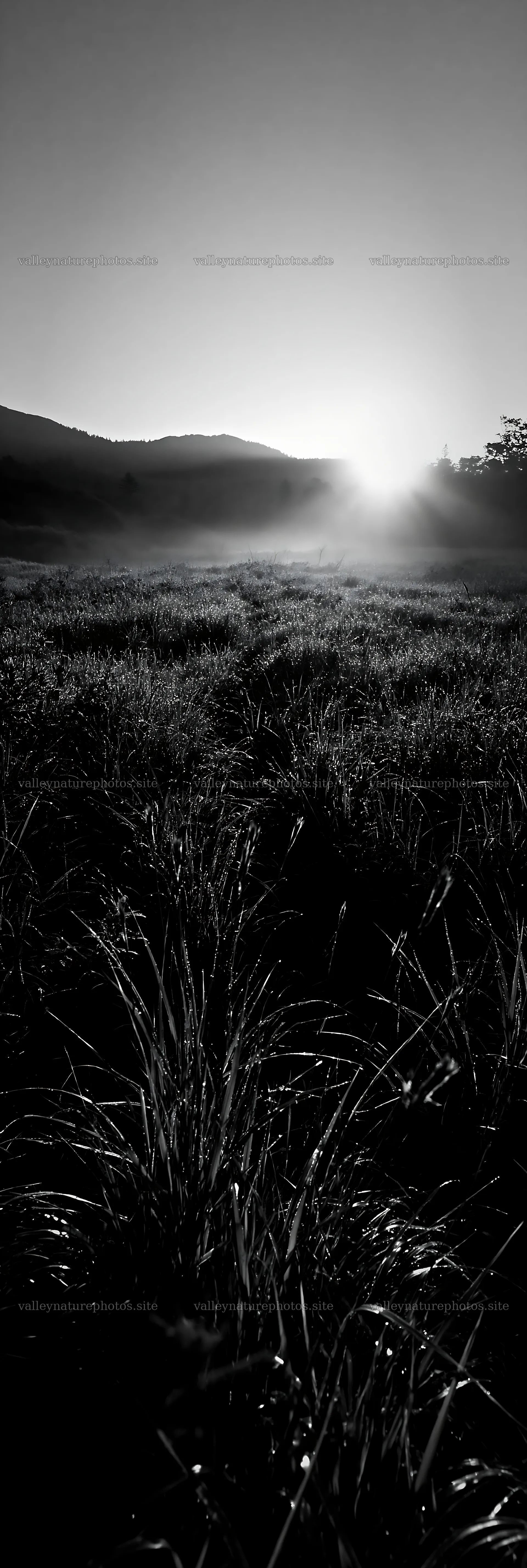 Iwate rain refreshed meadow seedhead foreground at sunrise – nature photography 4602x13690