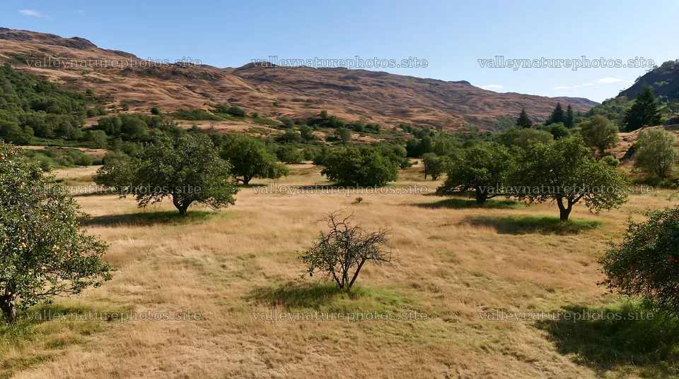 Highland apple meadow in sunny weather – nature photography 10608x5938