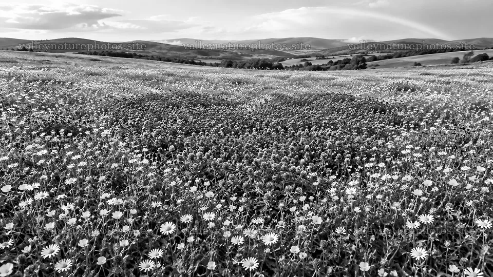Heart-Shaped Flower Meadow in Monochrome – nature photography 10324x5812