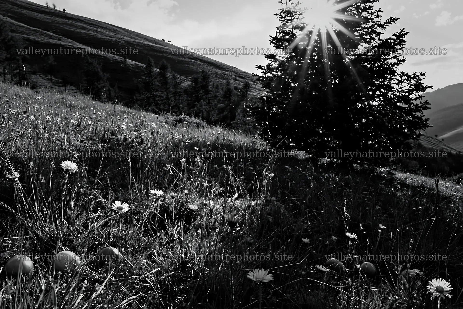 Christmas tree in meadow with sunlight filtering through clouds – nature photography 9722x6480