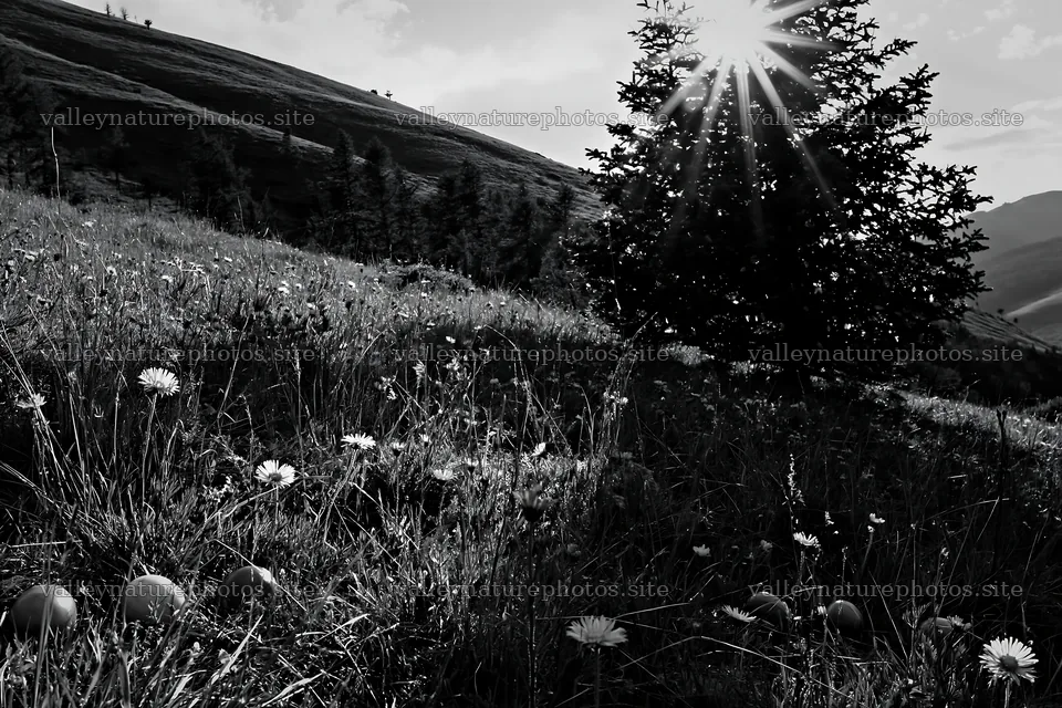 Christmas tree in meadow with sunlight filtering through clouds – nature photography 9722x6480