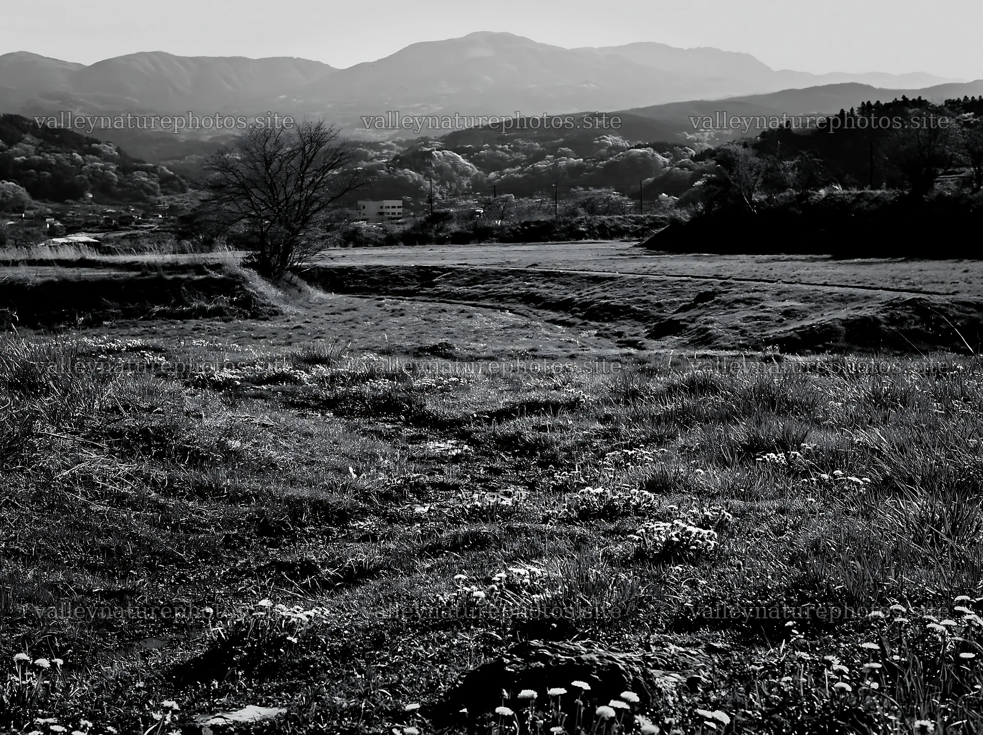 Shizuoka seasonal meadow after heavy rain – nature photography 9174x6866
