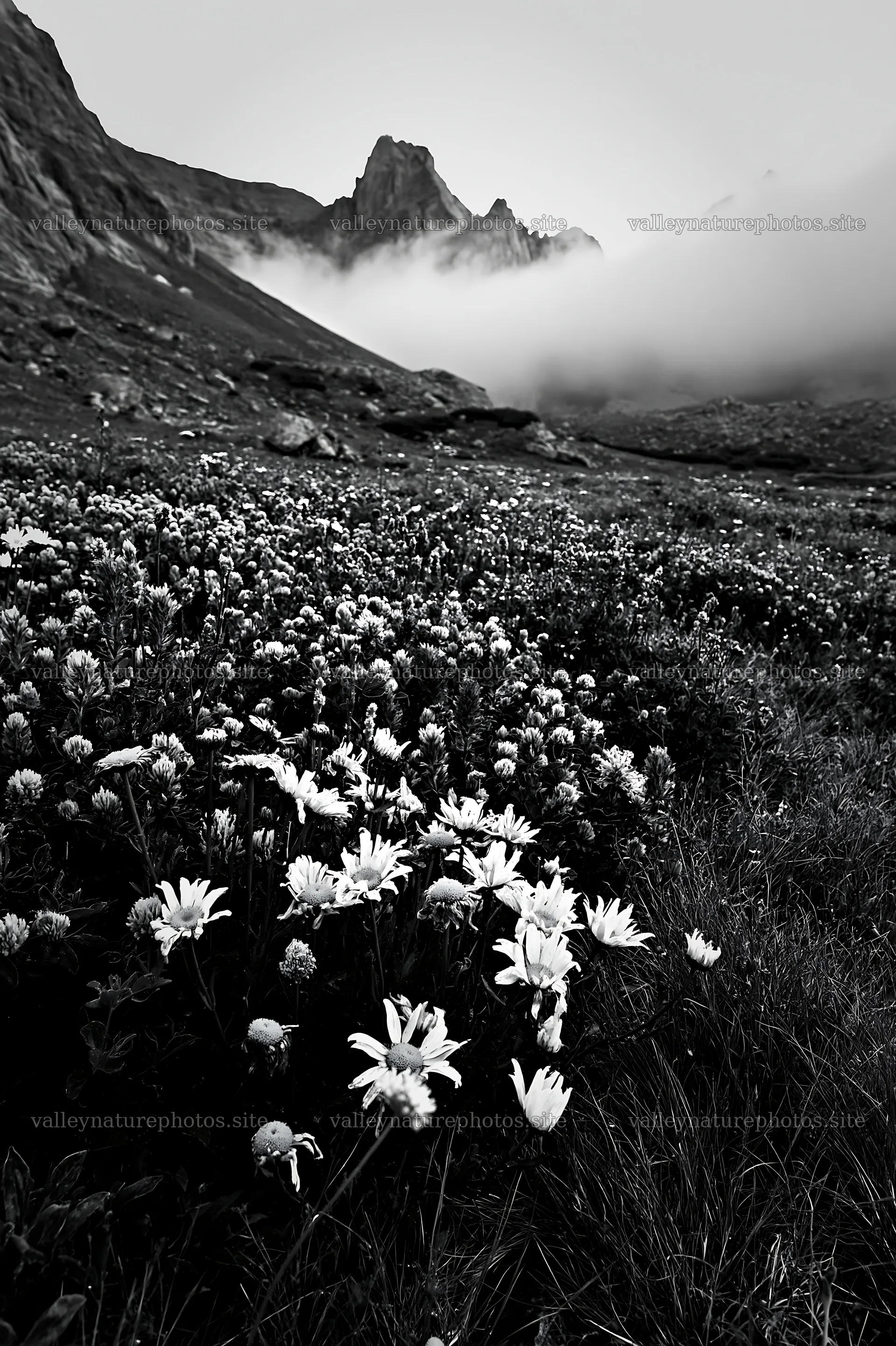 Colorful daisy meadow with mountains and clouds in the background – nature photography 6480x9722