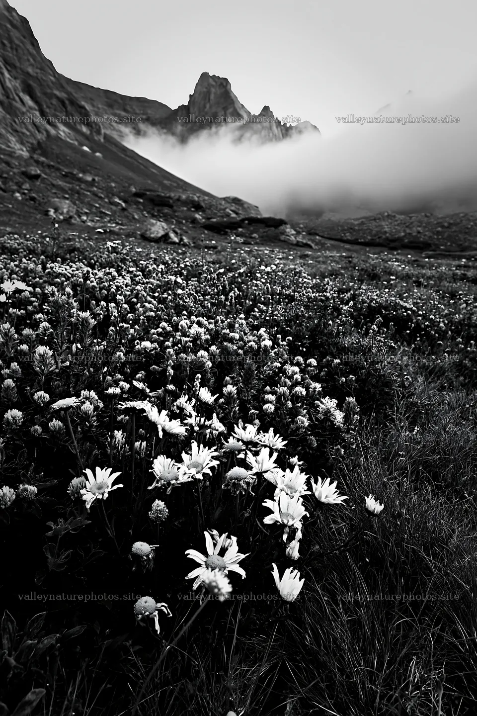 Colorful daisy meadow with mountains and clouds in the background – nature photography 6480x9722