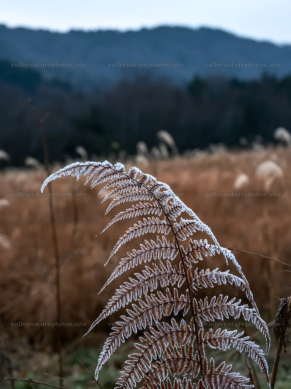Tokushima mountain meadow fern frond in foreground – nature photography 6866x9174