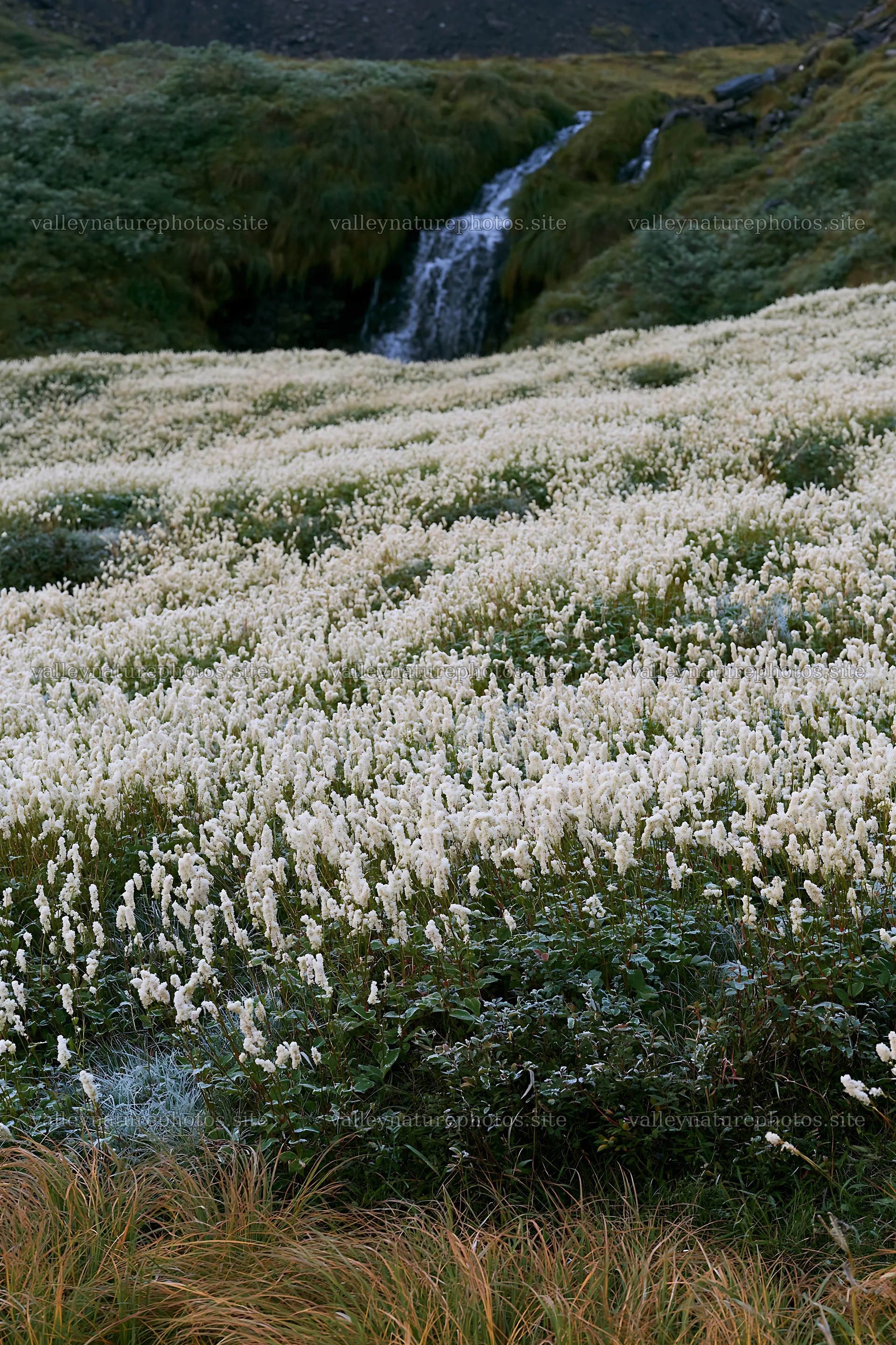 Flower meadow in cascade valley with small waterfall – nature photography 6480x9722