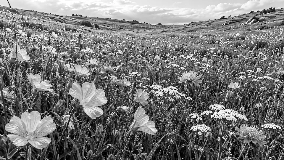 Black-and-White Wildflower Meadow on Rolling Hills – nature photography 10324x5812