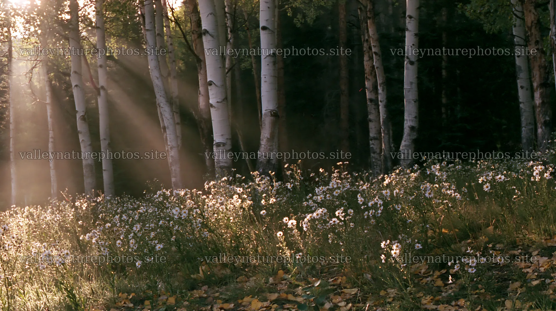 Crepuscular rays shining through trees over a meadow – nature photography 10608x5938