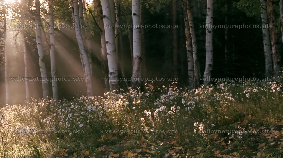 Crepuscular rays shining through trees over a meadow – nature photography 10608x5938