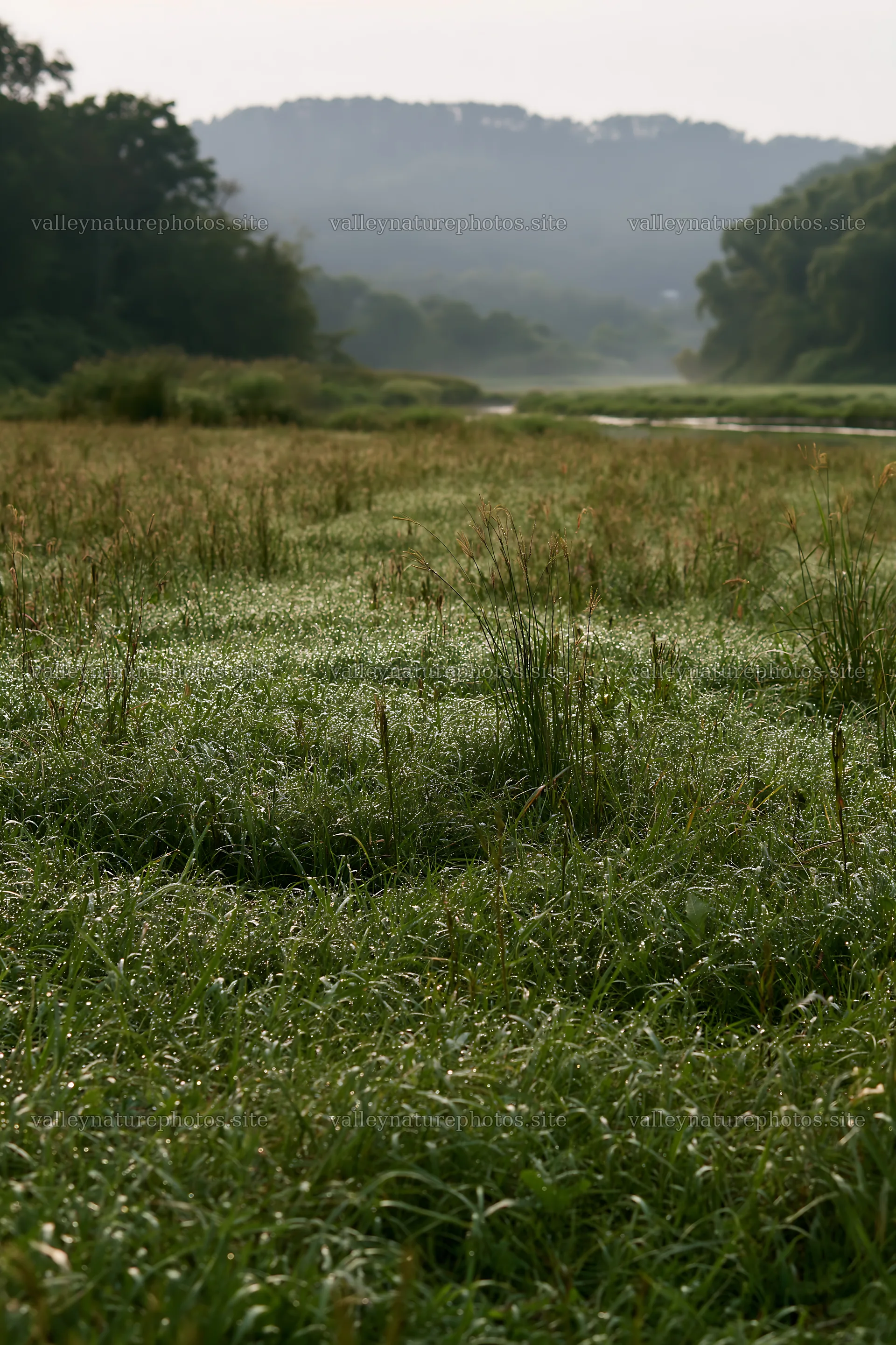 Niigata floodplain restoration meadow dew foreground – nature photography 6480x9722