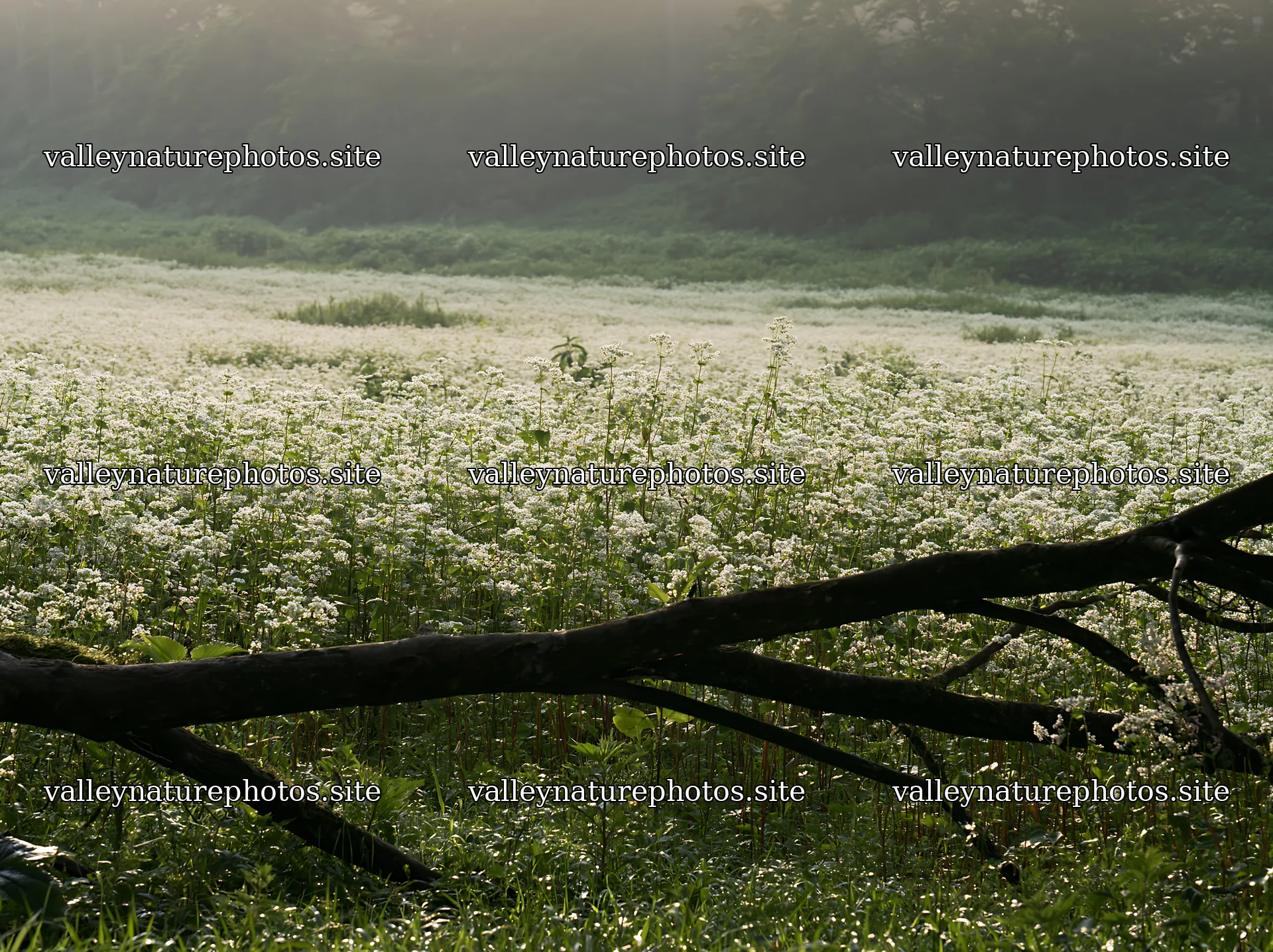 Yamagata rewilded meadow fallen branch foreground – nature photography 9174x6866