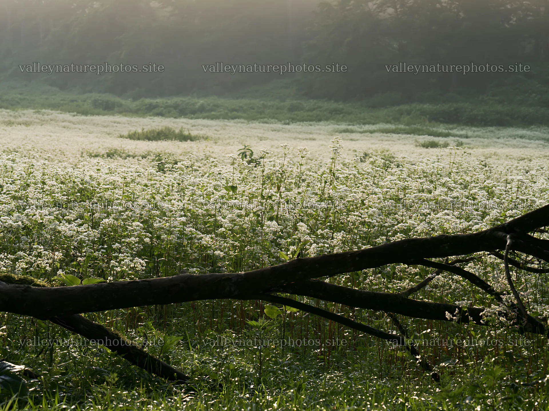 Yamagata rewilded meadow fallen branch foreground – nature photography 9174x6866