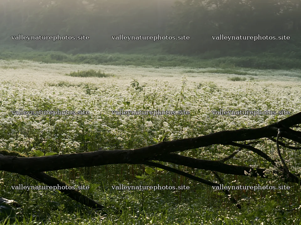 Yamagata rewilded meadow fallen branch foreground – nature photography 9174x6866
