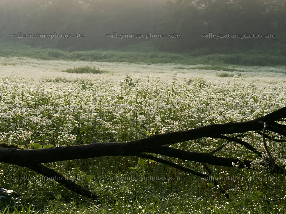 Yamagata rewilded meadow fallen branch foreground – nature photography 9174x6866