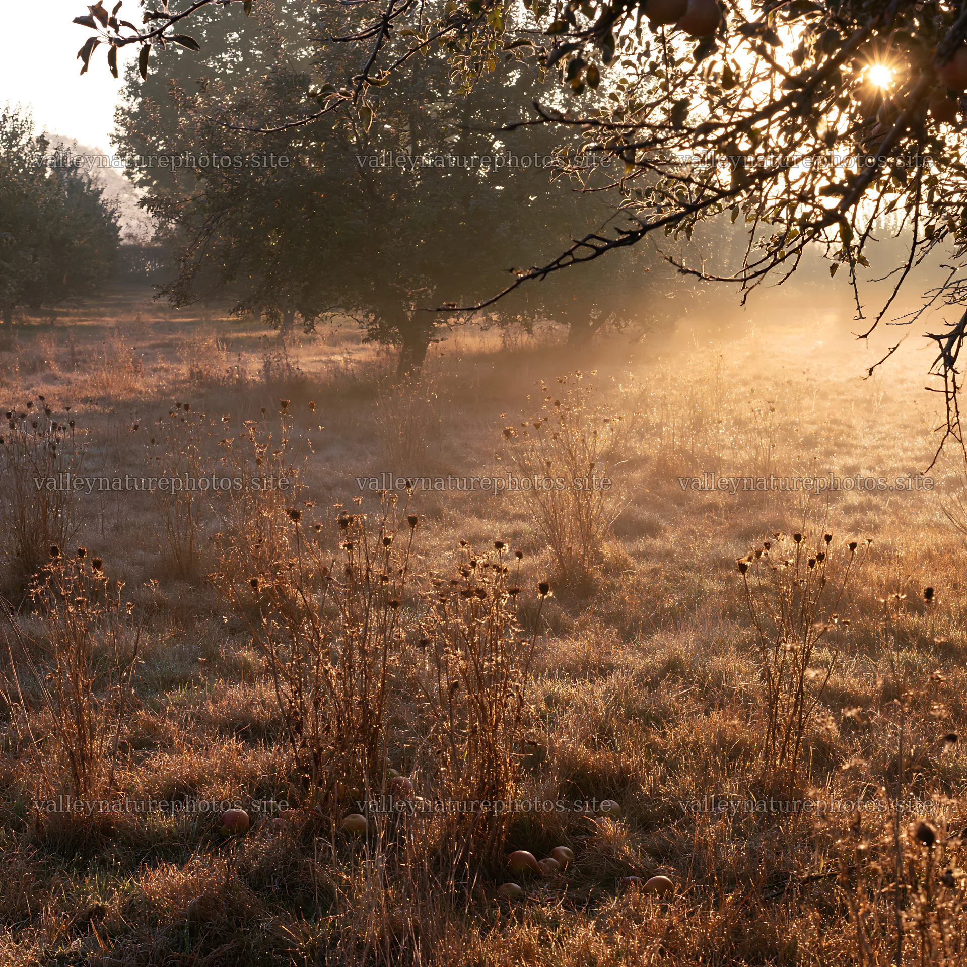 Foggy morning in an orchard meadow with light rays – nature photography 7938x7938