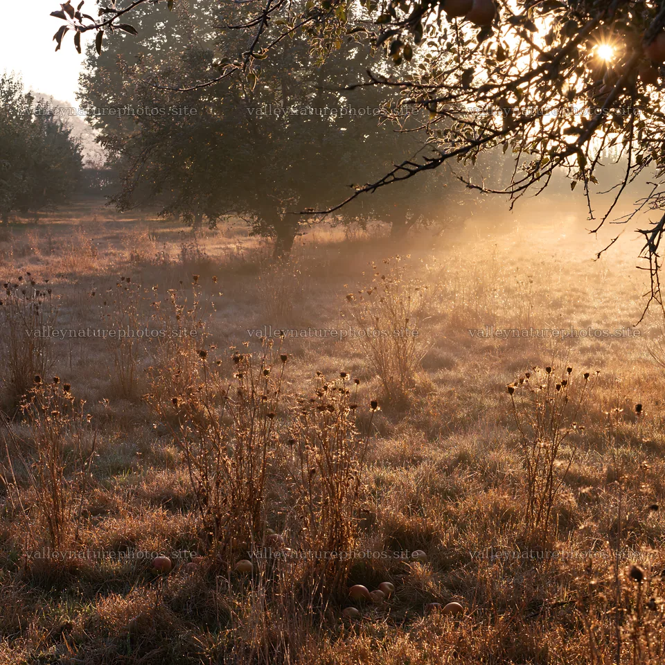 Foggy morning in an orchard meadow with light rays – nature photography 7938x7938
