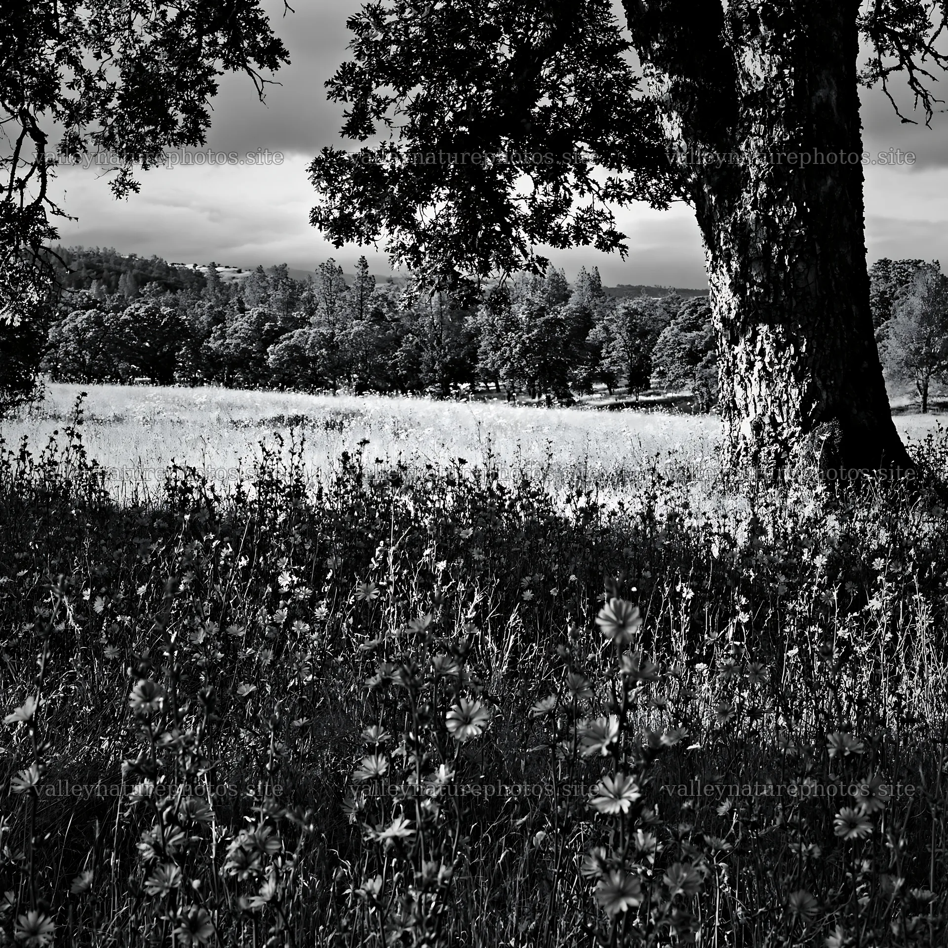 Cloudy foothill meadow with trees and wildflowers – nature photography 7938x7938