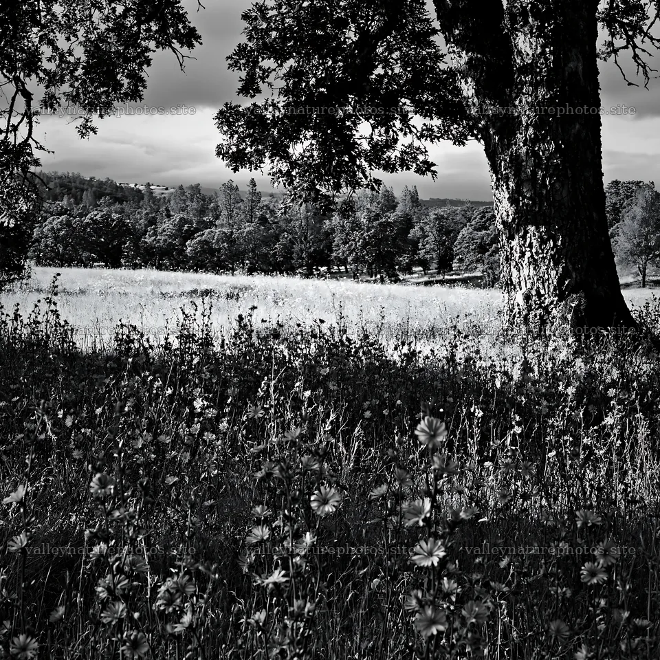 Cloudy foothill meadow with trees and wildflowers – nature photography 7938x7938