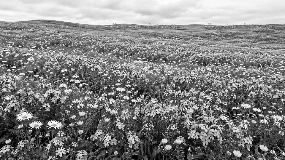 Monochrome Wildflowers Across Rolling Hills – nature photography 10324x5812