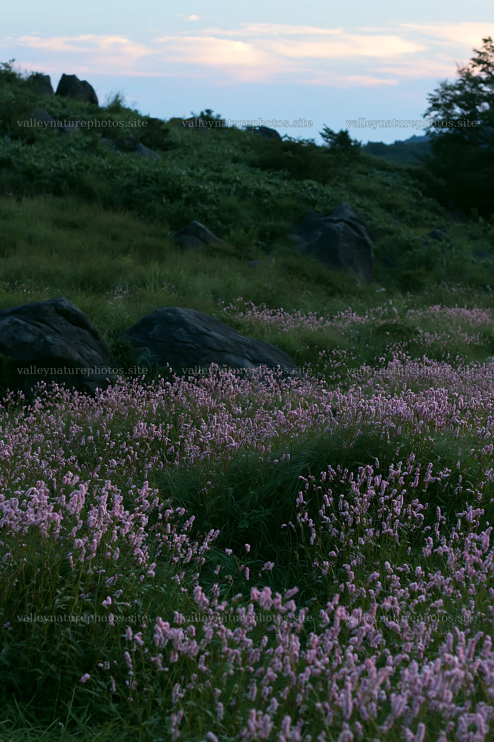 Oita highland meadow with granite stones and pink flowers – nature photography 6480x9722