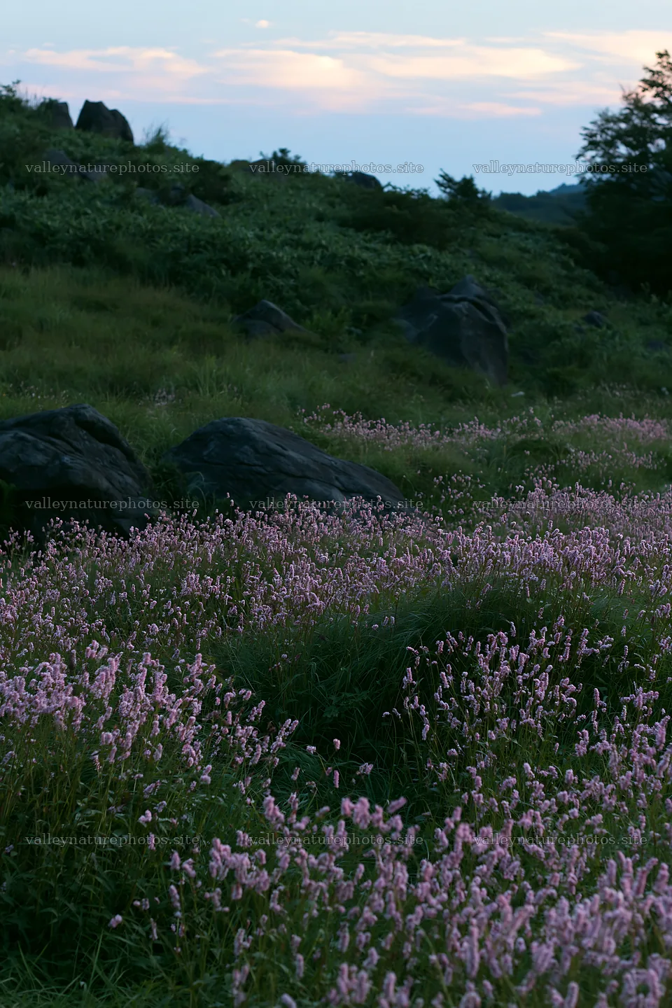 Oita highland meadow with granite stones and pink flowers – nature photography 6480x9722
