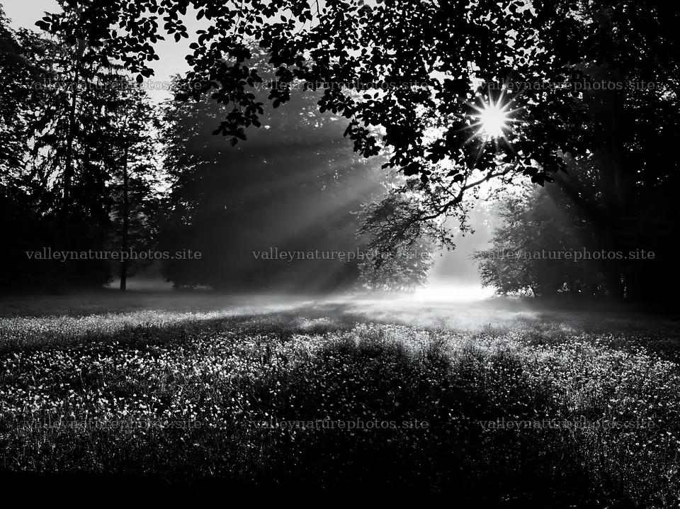 Misty forest meadow with sunlight shining through trees – nature photography 9174x6866