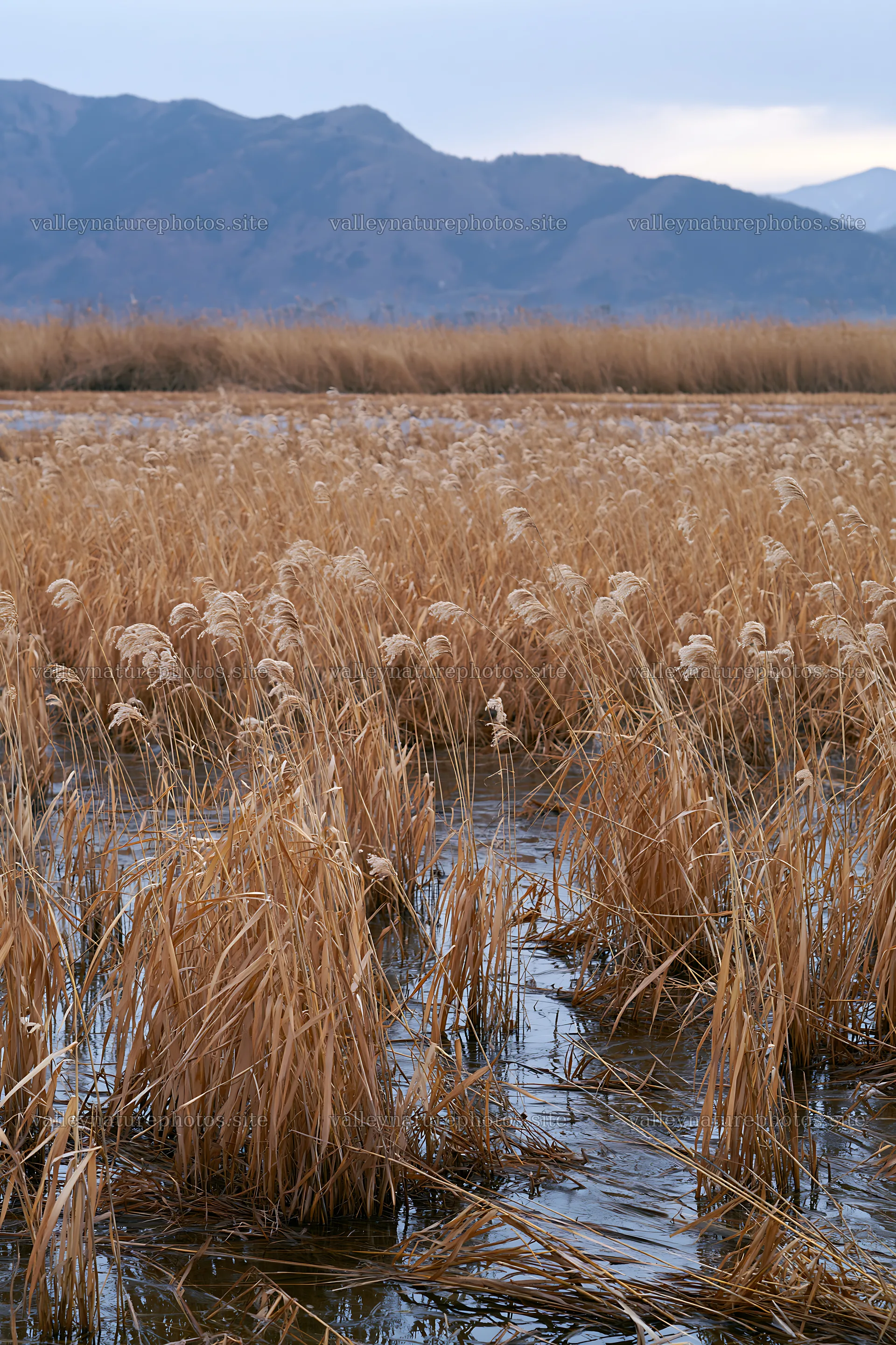 Shiga wetland meadow reeds for climate adaptation – nature photography 6480x9722