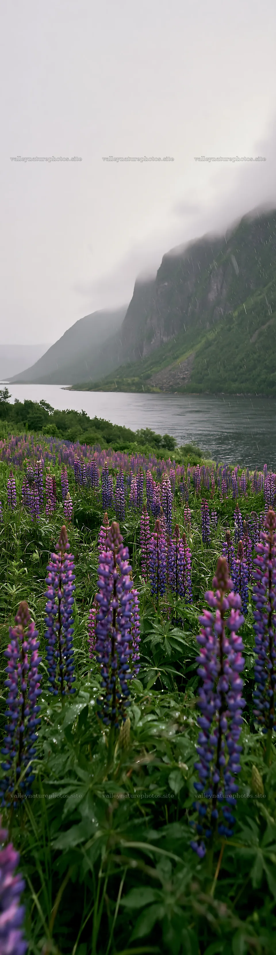 Colorful lupine meadow with mountains and a river – nature photography 4268x14762