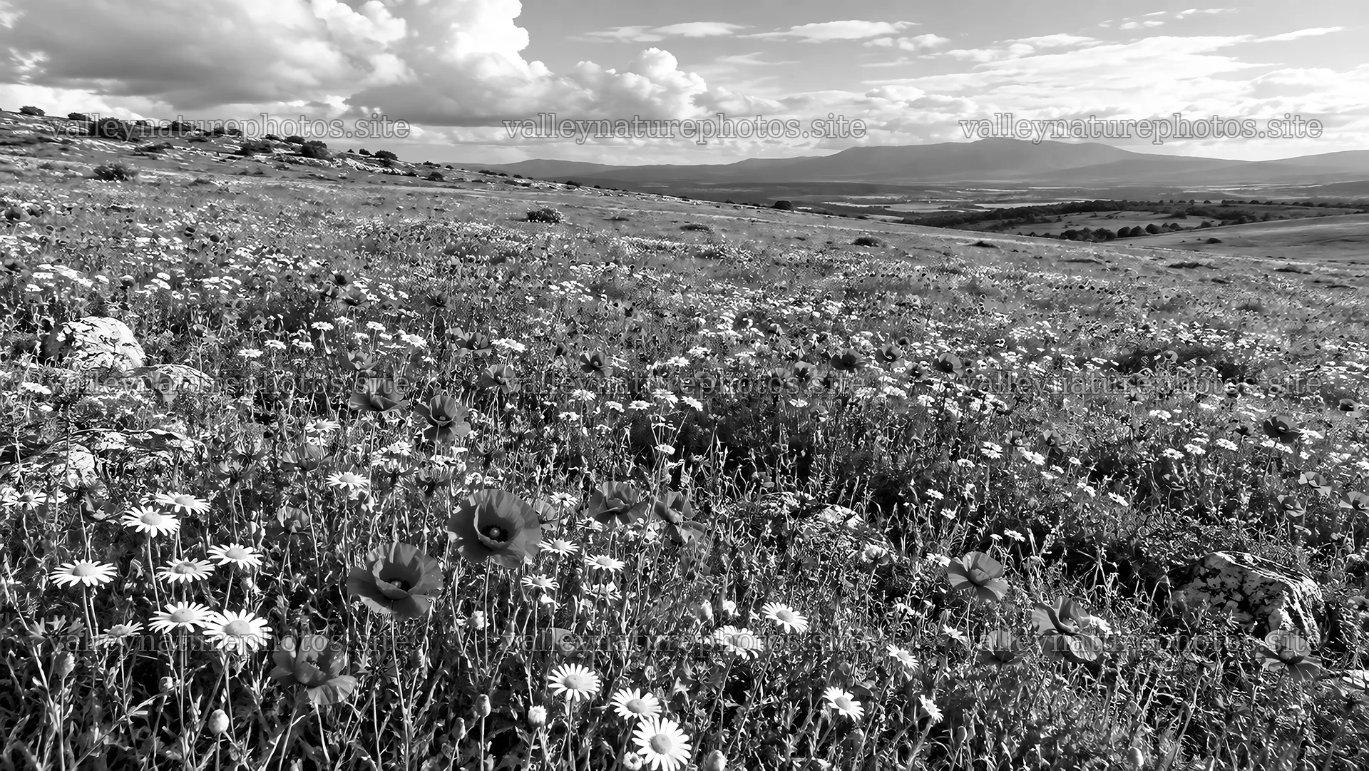 Monochrome Wildflower Meadow and Distant Hills – nature photography 10324x5812