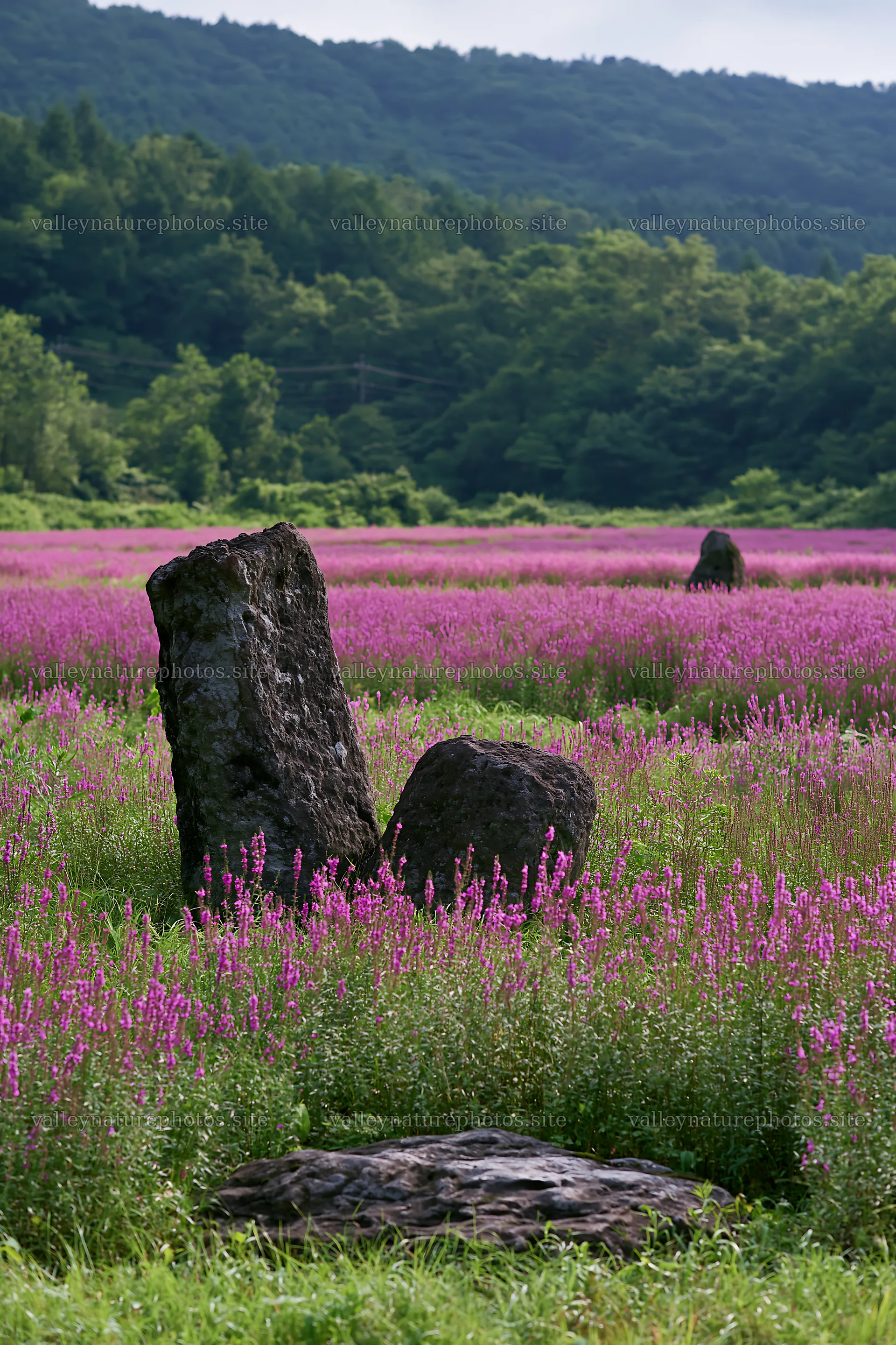 Kanagawa heat resilient meadow volcanic stones in floral landscape – nature photography 6480x9722