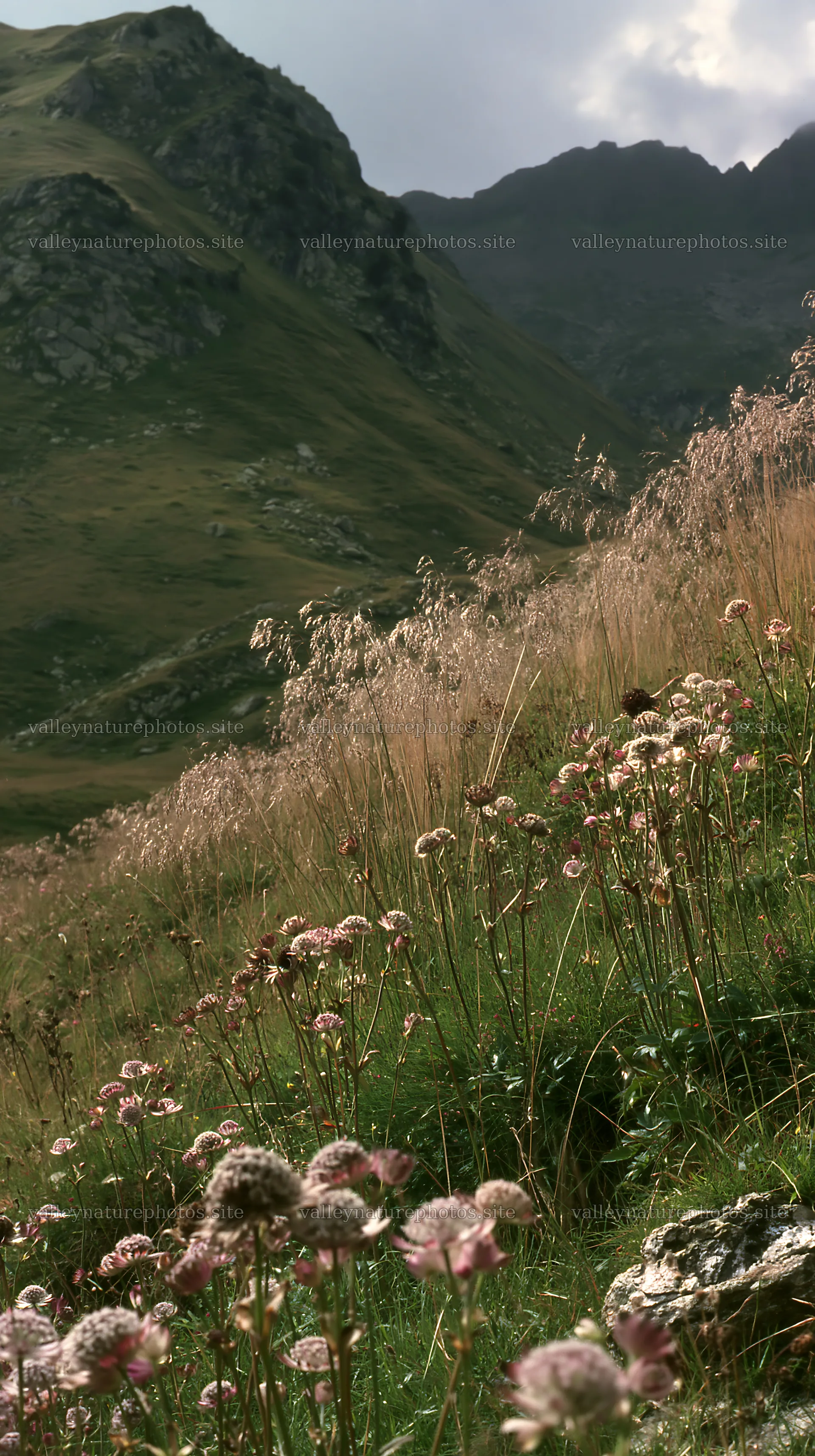 Meadow with seedheads during daytime in mountain region – nature photography 5938x10608