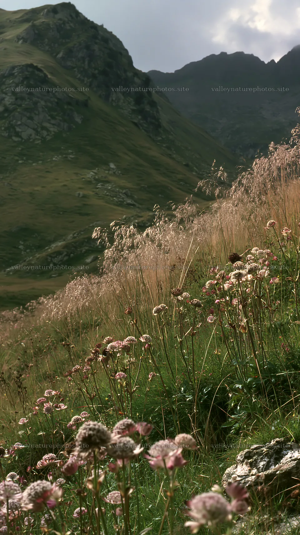 Meadow with seedheads during daytime in mountain region – nature photography 5938x10608