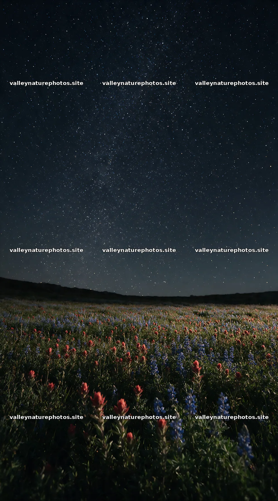 Paintbrush lupine meadow under the night sky – nature photography 5916x10648