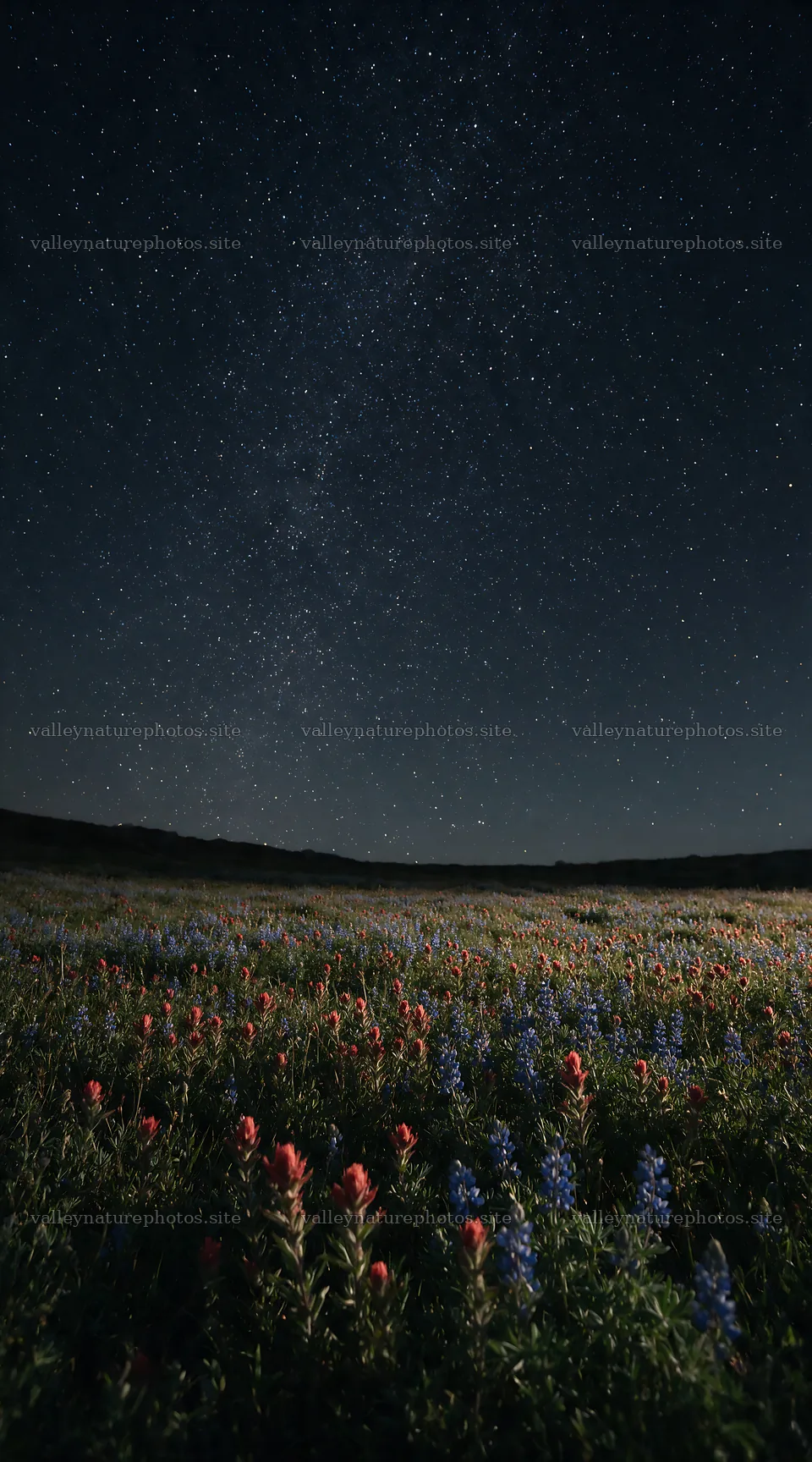 Paintbrush lupine meadow under the night sky – nature photography 5916x10648