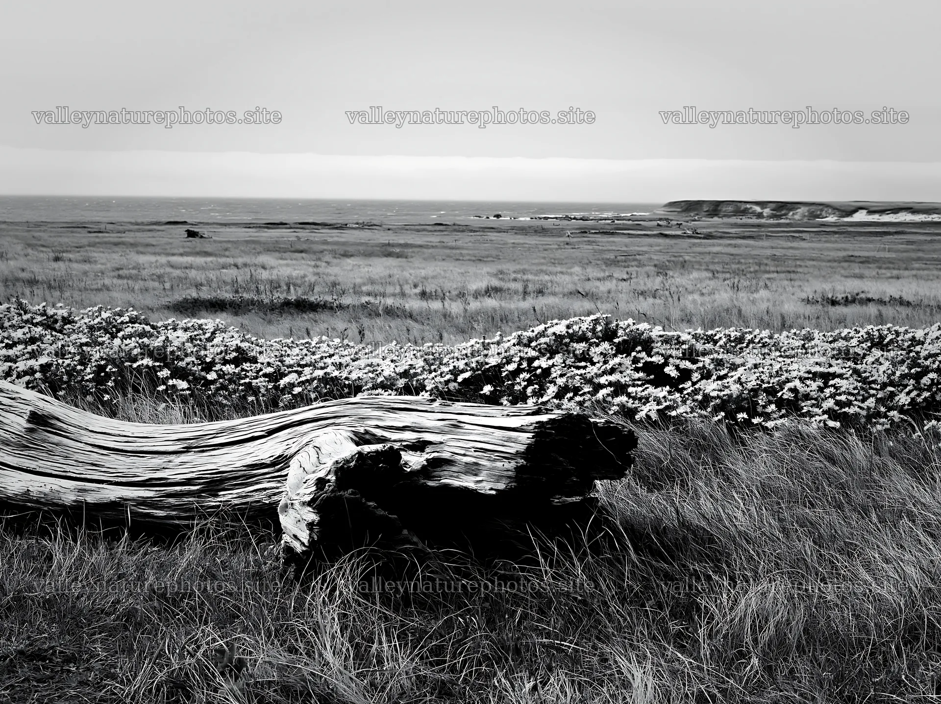 Coastal meadow with driftwood in Chiba – nature photography 9174x6866