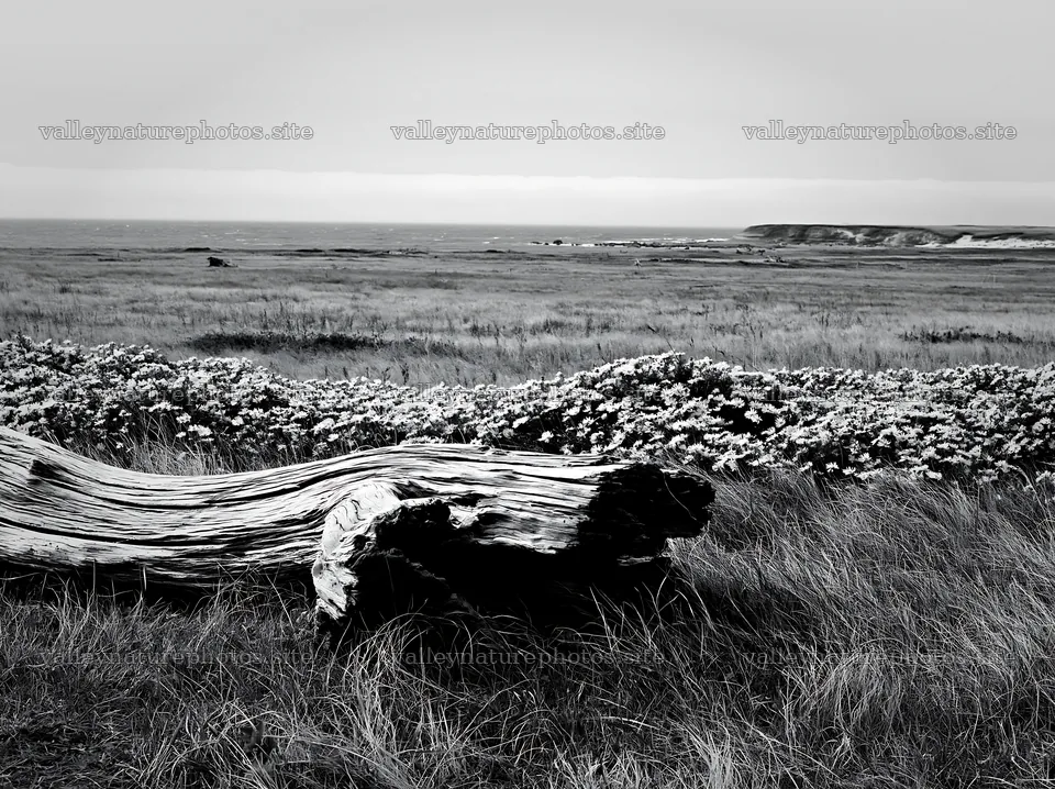 Coastal meadow with driftwood in Chiba – nature photography 9174x6866