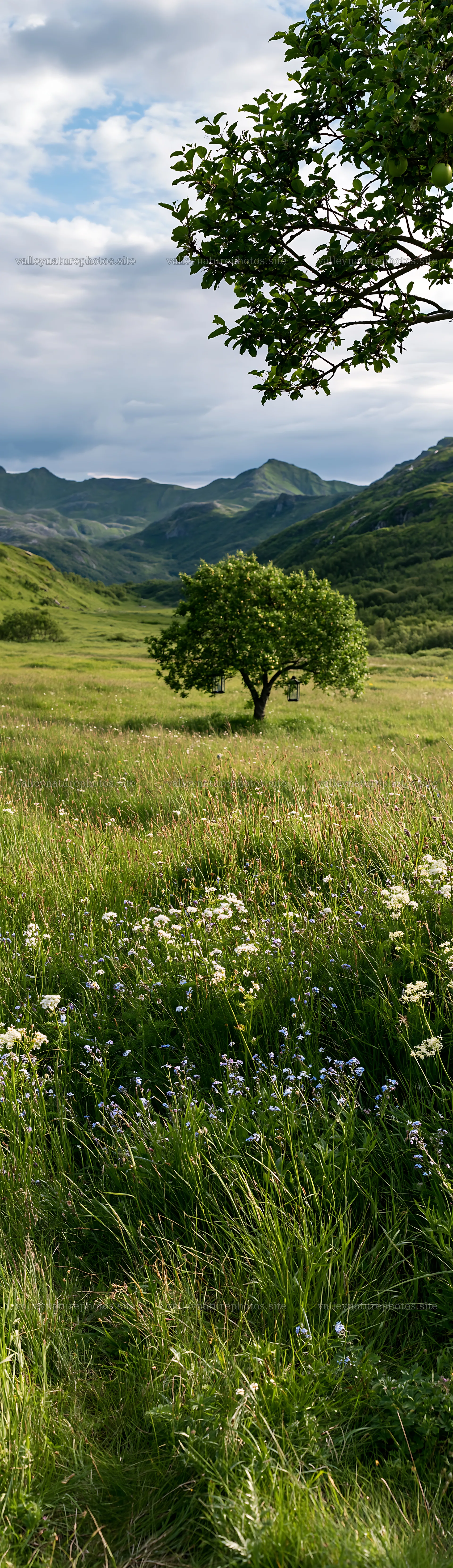 Meadow with apple tree and mountains in Lofoten – nature photography 4268x14762