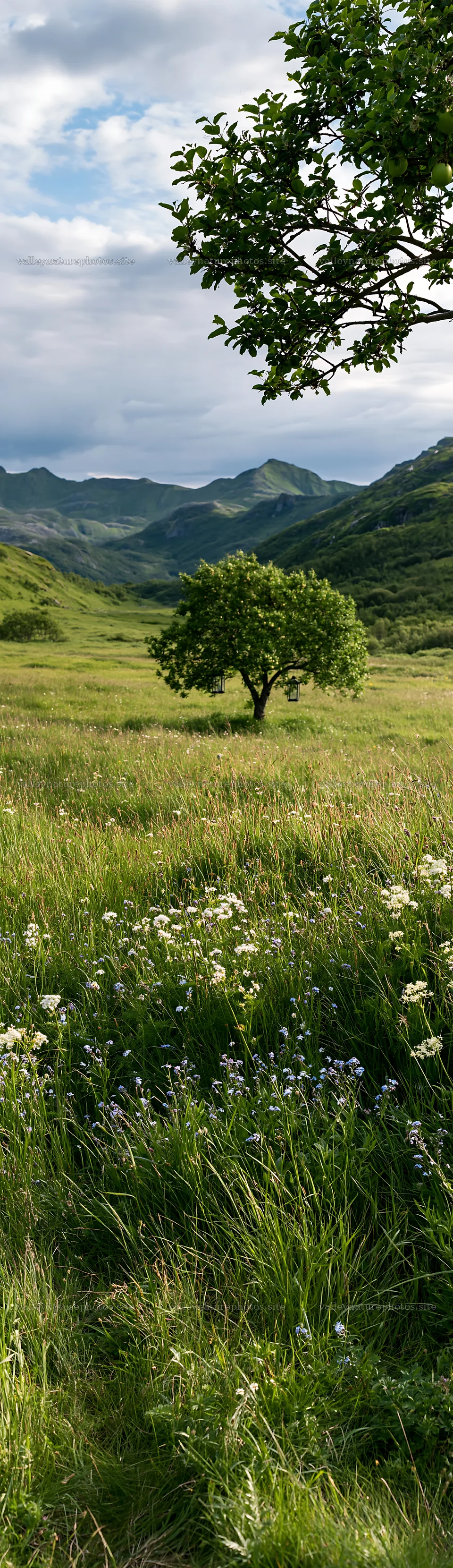 Meadow with apple tree and mountains in Lofoten – nature photography 4268x14762